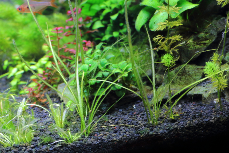 植栽から16日目　エキノドルス　アングスティフォリウス